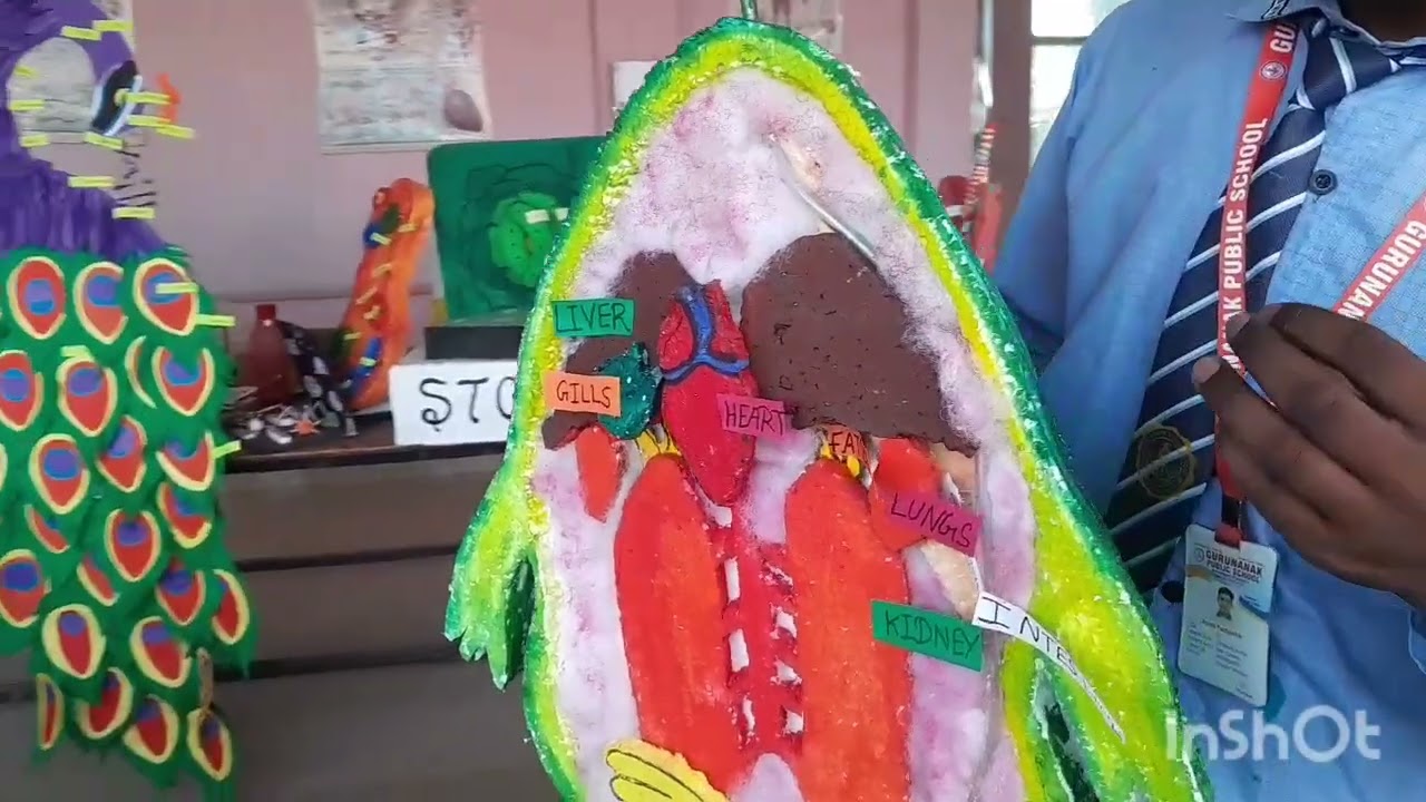 Internal Structure of Frog | Science Exhibition | Class 9th |
