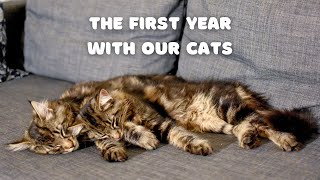 The first year with our cats | Roy and Moss | Norwegian Forest Cat