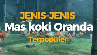 Unveiling the Different Types of Oranda Goldfish Based on Color and Shape