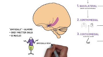 Amygdala