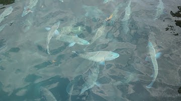 Lihat Ikan Termahal, Sekilo Bisa Sampai Jutaan di Pulau Sedanau