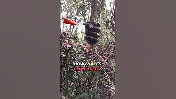 Up CLose Snakes Climbing Trees: Revealed Their Astounding Ability #shorts #lightkey #snake