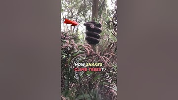 Up CLose Snakes Climbing Trees: Revealed Their Astounding Ability #shorts #lightkey #snake