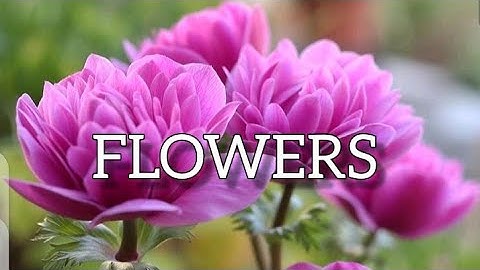 Afro Beat Zouk Instrumental 2021 "Flowers"  (Love Kizomba type beat) Afrozouk Instrumental