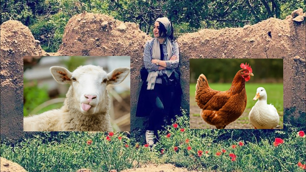 Making cheese with sheep's milk, clean air and green places, rural games