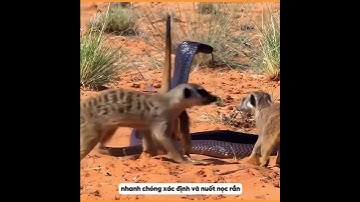 thiên địch của rắn hổ mang chúa