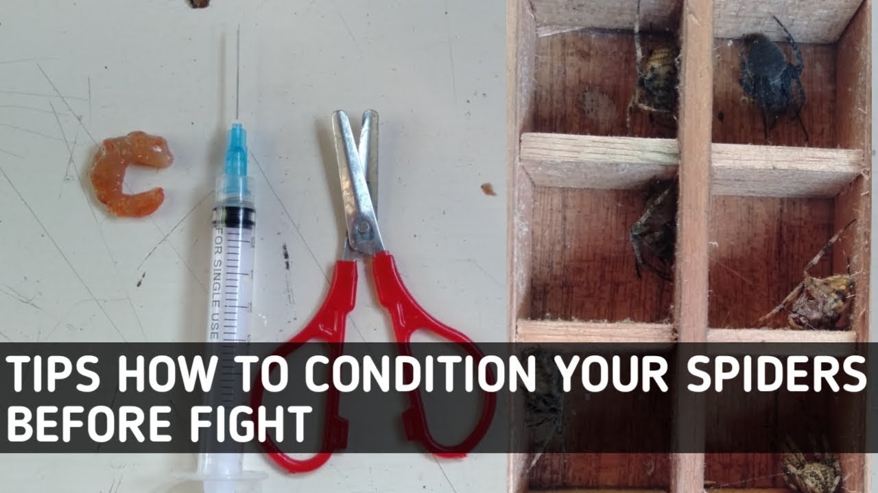 conditioning tips (Fighting spiders)feeding Allien shrimp gagamba part1