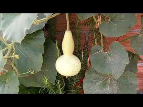 ازهار وخظار من سطح بيتي