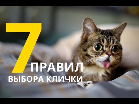 7 Правил выбора клички для своего питомца