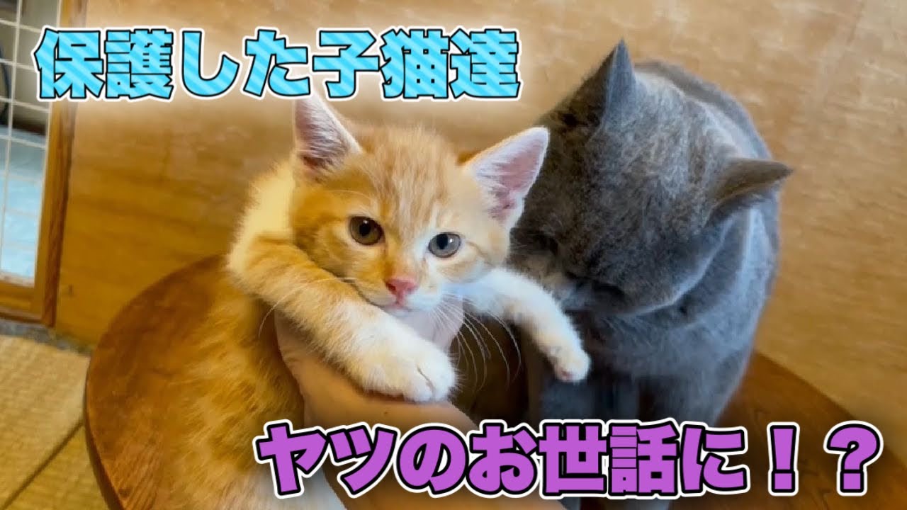 保護した2匹の子猫達を預かりさん宅へ そこには 彼がいた 2 Kittens Youtube