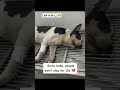 Urgent Help Needed to Save Alex’s Life 🐾💔 Please Support His Emergency Treatment 🙏🐶