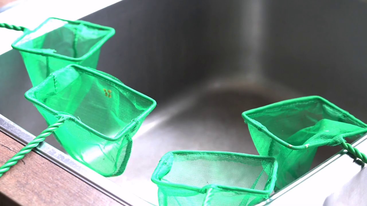 HOW TO DISINFECT YOUR FISH NETS DISINFECT