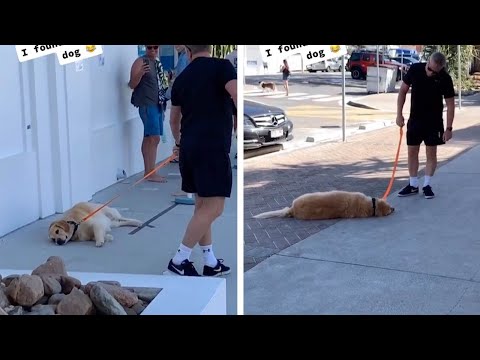 Video: Lazy Dog Playing Paveikslėlis negali būti baiminasi, atsistojus