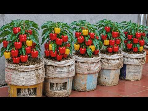 Do This ONE Thing to Make Bell Peppers Grow Faster & Produce More Fruit