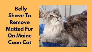 Maine Coon Cat | Belly Shave To Remove Matted Fur by Love Cats Groomer 13,964 views 2 years ago 18 minutes