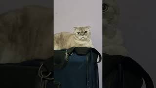 #funny #funnycats #kedi #shorts