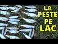 La pesciut de somotelrosioara si oblete pe lac vlog la pescuit