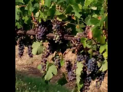 Видео: Как се прави домашно грозде вино