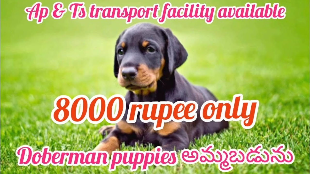 Doberman puppies for sale8008759369hyderabaddog market in hyderabad YouTube