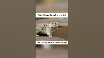 Cuộc Sống Của những con Thỏ Trên Thảo Nguyên Bạn Sẽ Phải Bất Ngờ #videogiaitri #dongvat