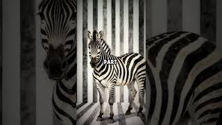 Zebras Are Actually Black With White Stripes, Not White With Black!