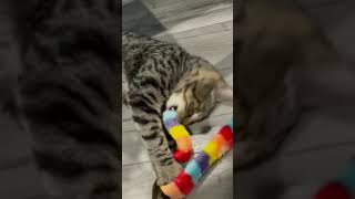 CAT CAFE 🐱 ☕️- Bajah’s Cat Cafe Tiverton, RI