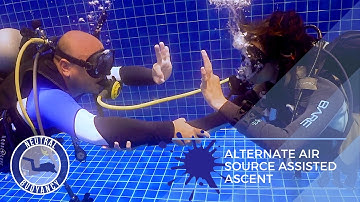 How to Do an Alternate Air Source Assisted Ascent 🤿 PADI Divemaster Skills