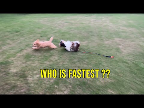 Dog's Running Around | Who is fastest | Shih Tzu Love Running Around