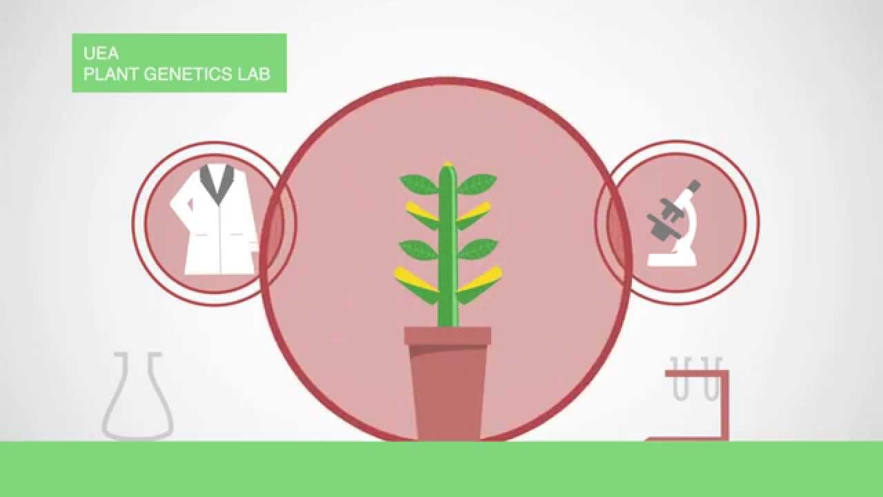 Msc Plant Genetics And Crop Improvement University Of East Anglia Uea - 