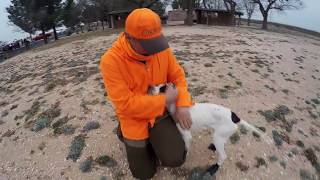 Breed Profile:  The English Pointer