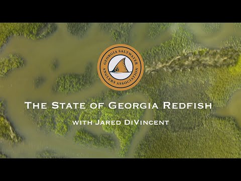 The State of Redfish in Georgia | Jared DiVincent Ep. 28