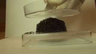 Fire Ants Compressed By Petri Dish