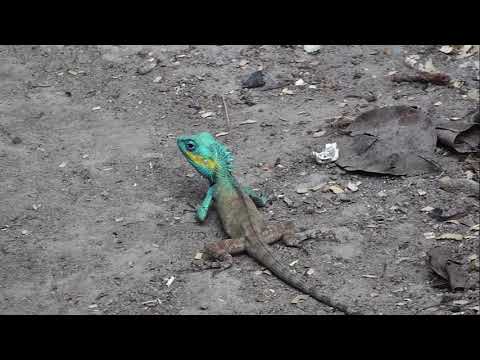 Video Kì Nhông tự đổi màu khi gặp người|The Salamander... - youtube
