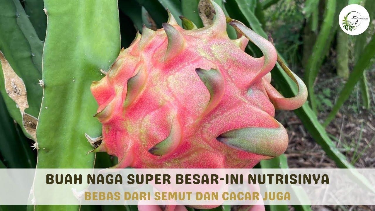Nutrisi Buah Naga Saat Umur 18 Hari. Racikan Baru!! -Bu Nanik