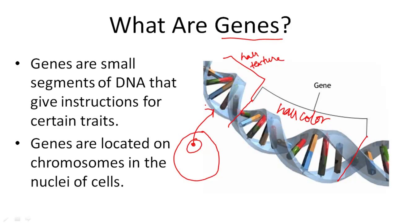 What are Genes For? - YouTube
