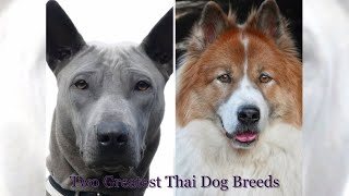 Thai Bangkaew dog VS Thai Ridgeback dog