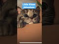 Little Kitten Adventure Gameplay Walkthrough
