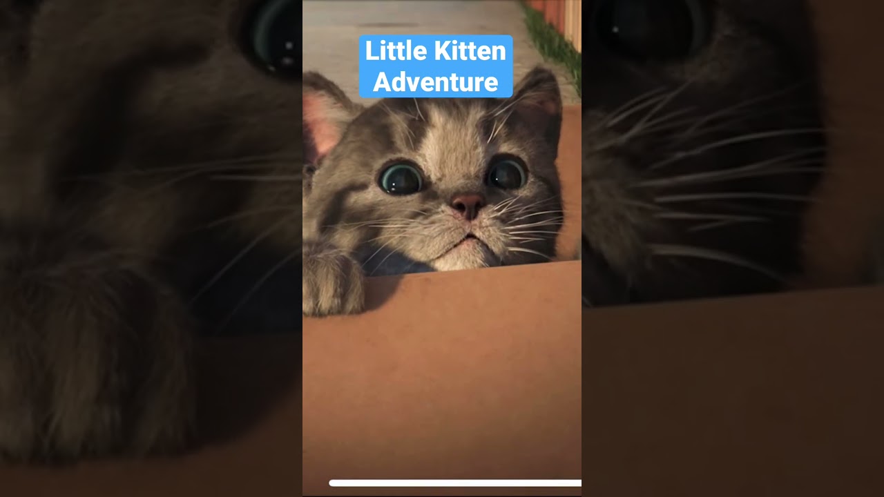 Little Kitten Adventure Gameplay Walkthrough