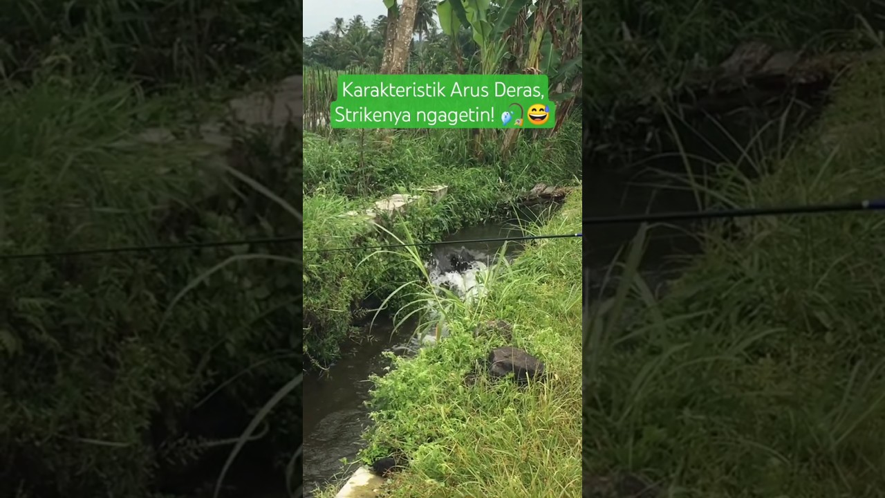 Karakteristik Arus Deras, Strikenya ngagetin! 🎣😅 