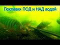 Рыбалка на озере Карасун, Краснодар, Поплавочная удочка. Fishing Съёмка под и над водой. Поплавок