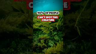 Hidden in Plain Sight #shorts #YouTubeShorts #LeafySeaDragon #WildlifeFacts #SeaCreature