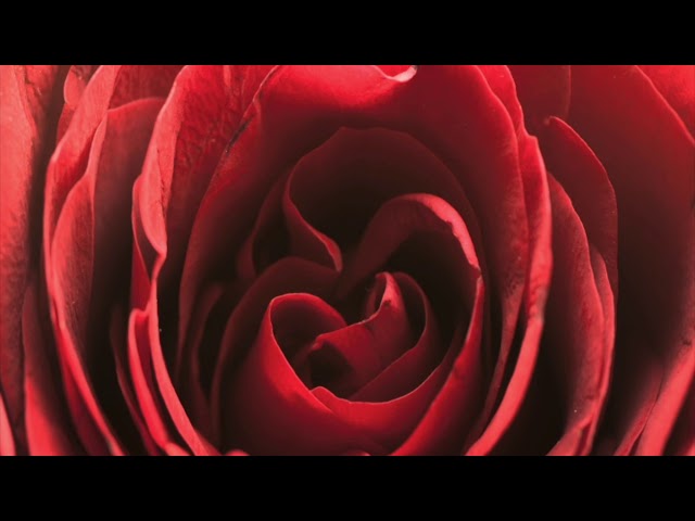 Frakkur - TB8