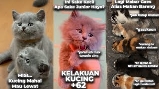 KUCING TERNYATA PUNYA TUJUAN MULIA UNTUK MENGHIBUR UMAT MANUSIA 🥰 INILAH KELAKUAN KUCING +62 ❤️ by MalikPedia Channel 1,342 views 2 years ago 9 minutes, 14 seconds