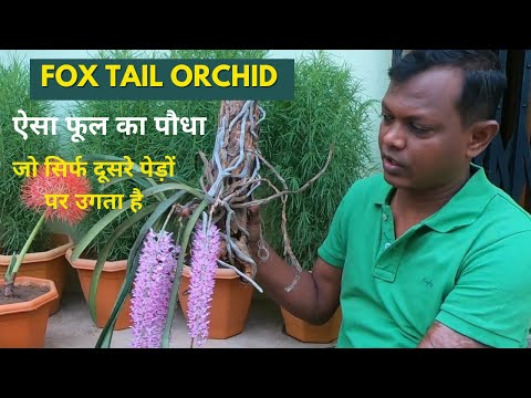 Video: Foxtail Orchid Care - Kawm Yuav Ua Li Cas Loj hlob Rhynchostylis Foxtail Orchid Nroj Tsuag