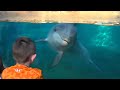Dolphin Play....watch and learn