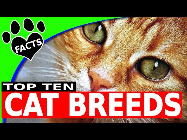 Cat, Breeds & Facts