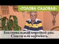 Голова садовая - Бактериальный корневой рак. Спасти или корчевать