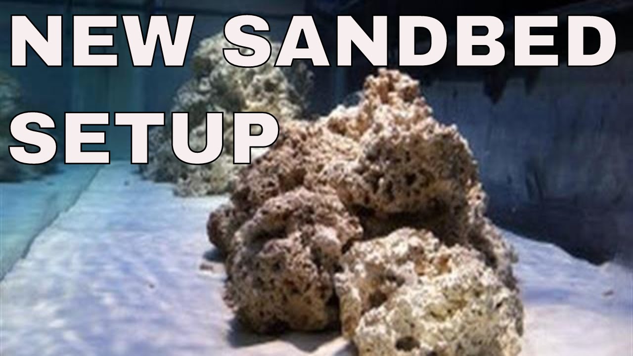 sand bed setup in 125 gallon saltwater aquarium YouTube