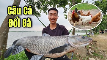 Câu Lục | Chủ Hồ Lỡ Mồm Mất Ngay 1 Đàn Gà - Hồ Câu Đầm Chậu