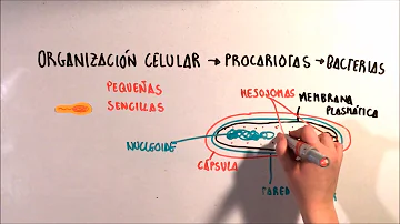 O Que é a morfologia externa?